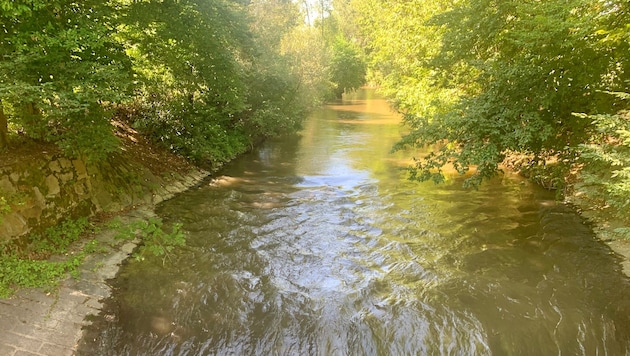 Diese Sohlstufe verhindert, dass die Glanfische von Ebenthal zu ihren Laichgewässern Richtung St. Veit schwimmen können. (Bild: Wassermann Kerstin)