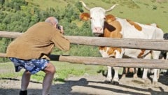 Immer wieder kommt es in den Tiroler Bergen zu Begegnungen zwischen Urlaubern und Kühen, die leider oft schwere Verletzungen zur Folge haben (Symbolfoto). (Bild: Birbaumer Christof)