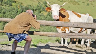 Immer wieder kommt es in den Tiroler Bergen zu Begegnungen zwischen Urlaubern und Kühen, die leider oft schwere Verletzungen zur Folge haben (Symbolfoto). (Bild: Birbaumer Christof)