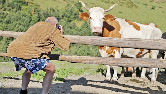 There are frequent encounters between holidaymakers and cows in the Tyrolean mountains, which unfortunately often result in serious injuries (symbolic photo). (Bild: Birbaumer Christof)