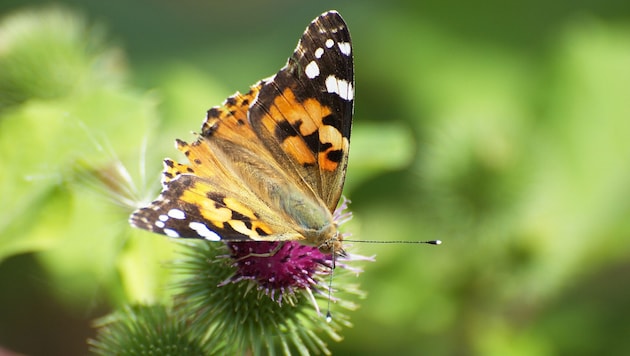 The so-called migratory butterflies are still puzzling researchers. (Bild: Bluemel Christa)