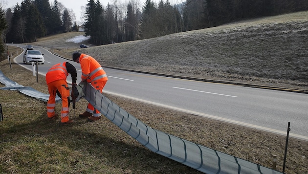 Wandernde Frösche und Kröten: In den kommenden Wochen ist Straßenverkehr besondere Vorsicht geboten. (Bild: UMG)