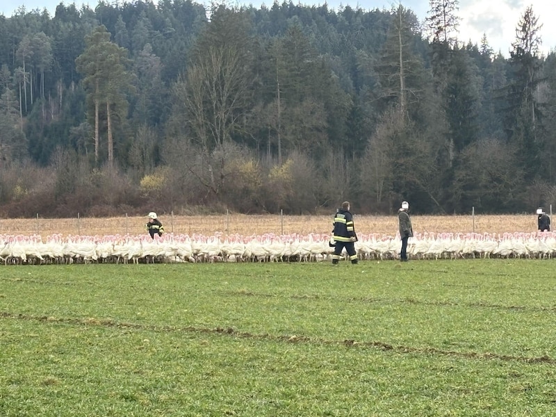 Alle 1300 Tiere konnten gerettet werden. (Bild: FF St. Veit/Glan)