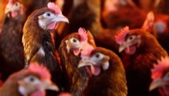 In einem Betrieb im Burgenland ist am Montag der erste Vogelgrippe-Fall bei gehaltenen Vögeln in ...