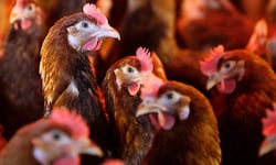 In einem Betrieb im Burgenland ist am Montag der erste Vogelgrippe-Fall bei gehaltenen Vögeln in ...