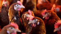 In einem Betrieb im Burgenland ist am Montag der erste Vogelgrippe-Fall bei gehaltenen Vögeln in ...