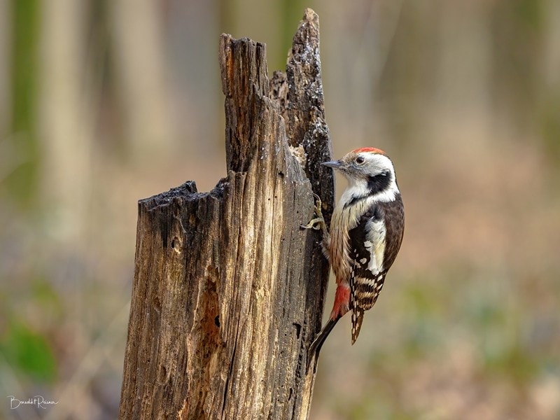 The middle spotted woodpecker likes to seek refuge here and is now in danger. (Bild: Benedikt Reisner)