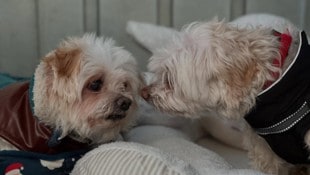 Rocky und Lumpi wollen gemeinsam umziehen. (Bild: Tierheim Villach)