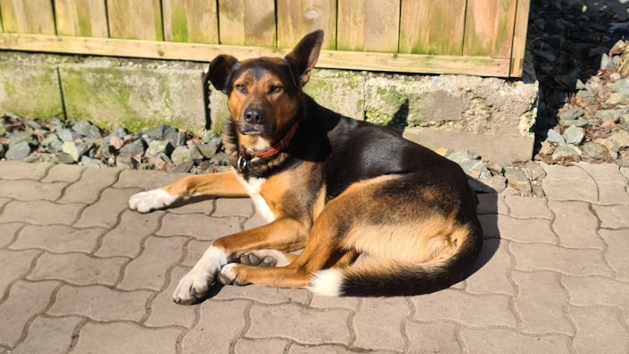 Lucky ist ein fescher Schäfer-Mix, der noch nach einem neuen Wirkungskreis ausschau hält.