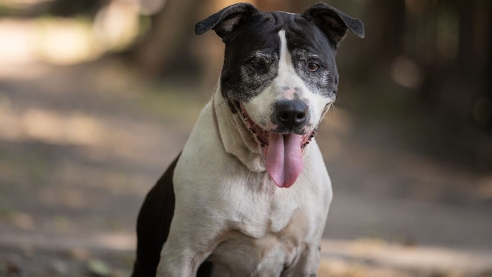 Laika ist eine freundliche Amstaff-Hündin im Tierheim Garten Eden.