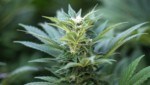Tetrahydrocannabinol, kurz THC, ist der rauschbewirkende Bestandteil der Hanfpflanze. Und unter Einfluss dieses Suchtmittels lenkte ein 22-jähriger Rumäne am Mittwoch in Villach ein Auto. (Bild: AFP/JACK GUEZ)