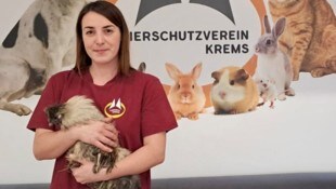 Auch das Kremser Tierheim spürt die Folgen privater Hühnerhaltung: Immer öfter werden Hähne sich ...