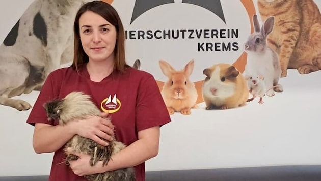 The Krems animal shelter is also feeling the consequences of private chicken keeping: roosters are increasingly being left to fend for themselves. (Bild: Tierheim Krems)