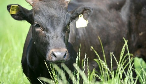 Der vom Stier getötete Landwirt betrieb in Grünbach bei Freistadt einen Mastbetrieb. (Bild: Fellner Klemens)