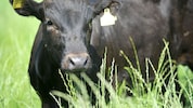 Der vom Stier getötete Landwirt betrieb in Grünbach bei Freistadt einen Mastbetrieb.