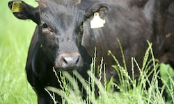 Der vom Stier getötete Landwirt betrieb in Grünbach bei Freistadt einen Mastbetrieb.