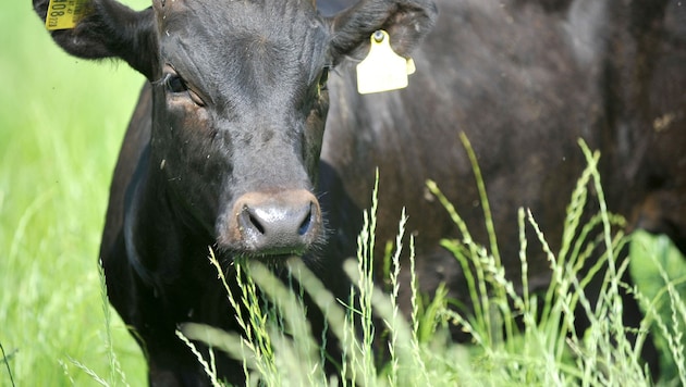 Der vom Stier getötete Landwirt betrieb in Grünbach bei Freistadt einen Mastbetrieb. (Bild: Fellner Klemens)