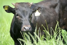 Der vom Stier getötete Landwirt betrieb in Grünbach bei Freistadt einen Mastbetrieb.