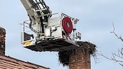 Die FF Neusiedl am See führte die Nestsäuberung durch. 