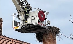 Die FF Neusiedl am See führte die Nestsäuberung durch. 