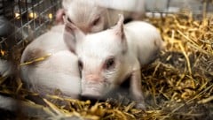 Mit dem Tod dieser drei Ferkel wollte der Künstler auf das Leid von in Ställen gehaltenen und geschlachteten Tieren aufmerksam machen.  (Bild: AFP)