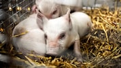 Mit dem Tod dieser drei Ferkel wollte der Künstler auf das Leid von in Ställen gehaltenen und ...
