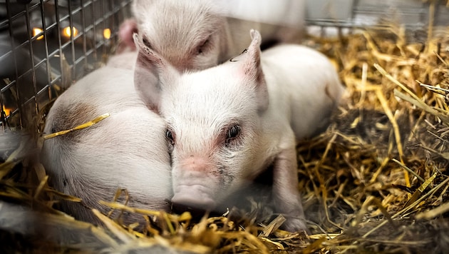 Mit dem Tod dieser drei Ferkel wollte der Künstler auf das Leid von in Ställen gehaltenen und geschlachteten Tieren aufmerksam machen.  (Bild: AFP)