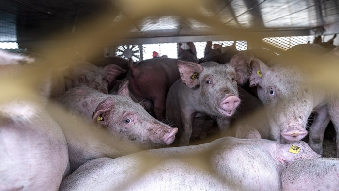 Immer wieder kommt es zu Beanstandungen, weil die Transporte nicht den Auflagen entsprechen.