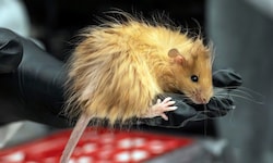 Die Forscher wollen nach der „Mammutmaus“ einen kälteresistenten Elefanten erschaffen.