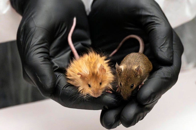 Shaggy and golden yellow instead of smooth and brown - the "mammoth mouse" compared to its natural conspecifics. (Bild: AP ( via APA) Austria Presse Agentur)