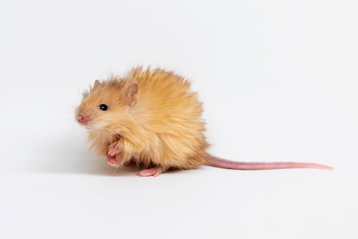 Only a few mice whose genomes were altered were born alive. 