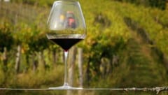 Im Zuge der Untersuchung wurden verschiedene Weine analysiert. (Bild: Constanze Trzebin)