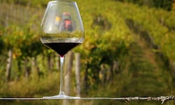 3.000 Flaschen Barolo-Wein wurden in Norditalien gestohlen.