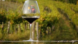 Österreichs Wein ist top, der Blick auf die Szene getrübt: Geleakte Chats haben für die ...
