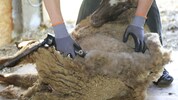 In Schafwolle steckt viel Potenzial zur Verbesserung von Böden. Forscher tüfteln an einem neuen ...