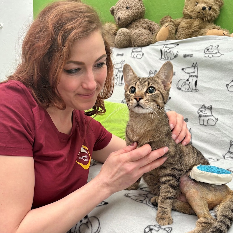 Betreuerin Katrin kümmert sich im Tierheim Krems liebevoll um „Tiger“. Aufgrund der hohen Kosten hofft man dort auf Spenden. (Bild: Tierheim Krems)