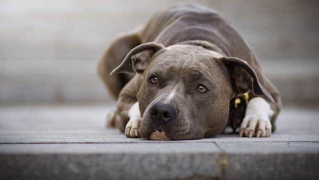 A Staffordshire bull terrier (symbolic image) became prey during a robbery. (Bild: WIQHA Photography - stock.adobe.com)