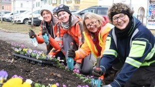 Stiefmütterchen, Bellis und Vergissmeinnicht haben die fleißigen Hände des Stadt- gartens ...