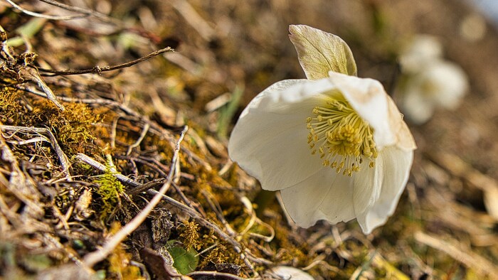 Erste Frühlingsboten
