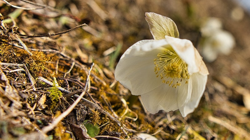 Erste Frühlingsboten (Bild: Weges)