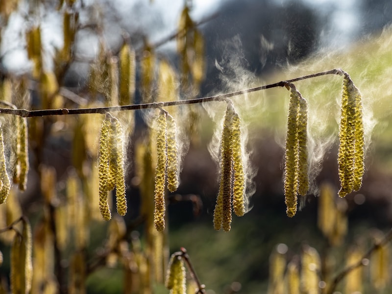 Hazel pollen is an early bloomer. They trigger hay fever, headaches and skin rashes. A dry, irritating cough is also typical. (Bild: Juergen Kottmann)