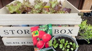 Im Frühling gibt es schon einiges, was im Garten erledigt werden kann