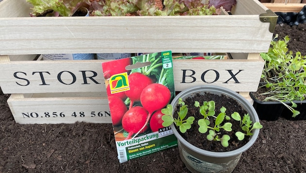 Die Gartensaison kann beginnen. Salate und Radieschen warten auf die Aussaat. (Bild: Fister Katrin)