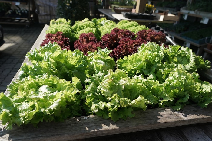 Nicht nur Salate gedeihen in Hochbeeten.