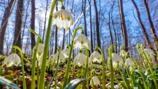 Bald zieht der Frühling auch offiziell ins Land – derzeit bietet er mancherorts einen Vorgeschmack. (Bild: Blickfang - stock.adobe.com)