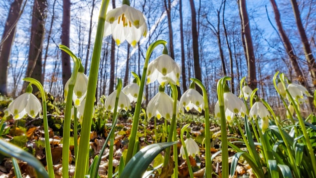 Bald zieht der Frühling auch offiziell ins Land – derzeit bietet er mancherorts einen Vorgeschmack. (Bild: Blickfang - stock.adobe.com)