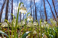 Bald zieht der Frühling auch offiziell ins Land – derzeit bietet er mancherorts einen Vorgeschmack. (Bild: Blickfang - stock.adobe.com)