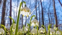 Schneeglöckchen in einem Wald (Bild: Blickfang - stock.adobe.com)