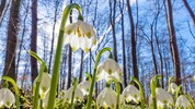 Bald zieht der Frühling auch offiziell ins Land – derzeit bietet er mancherorts einen ...