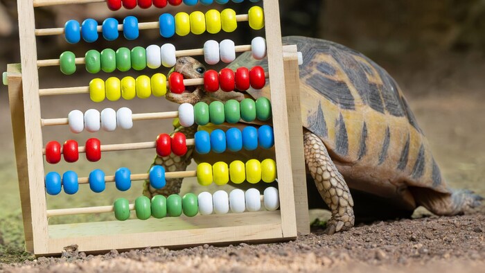 Auch die Afrikanische Schnabelbrustschildkröte ...